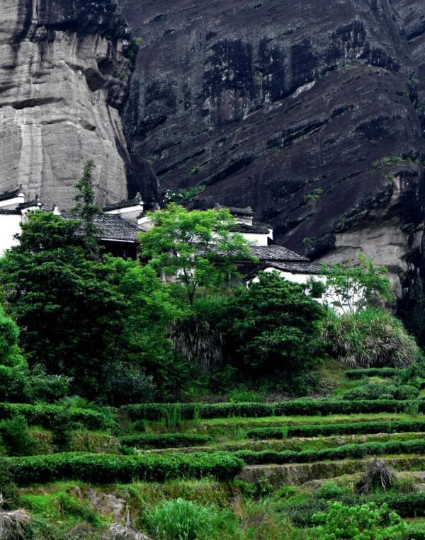 英國人為什麼垂涎武夷山？