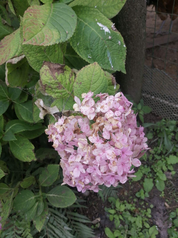 12月養繡球，要做4個核心工作，來年開花比臉還大