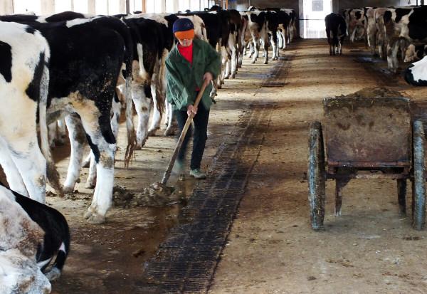 中國畜牧業發展的“三缺四制約”