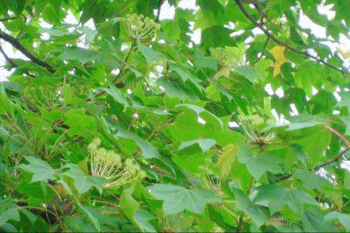 不同季節的樹上蔬菜，空閒時間採回來，換口味又安全