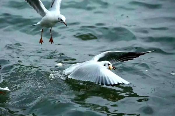 又見紅嘴鷗 又見紅嘴鷗