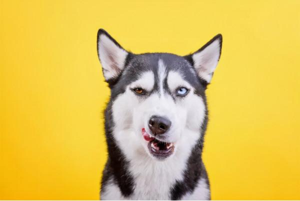 狗界“無攻擊性”犬種，哈士奇上榜