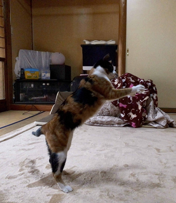 網友曬出氣場超乎想象的喵星人：眼神裡自帶殺氣