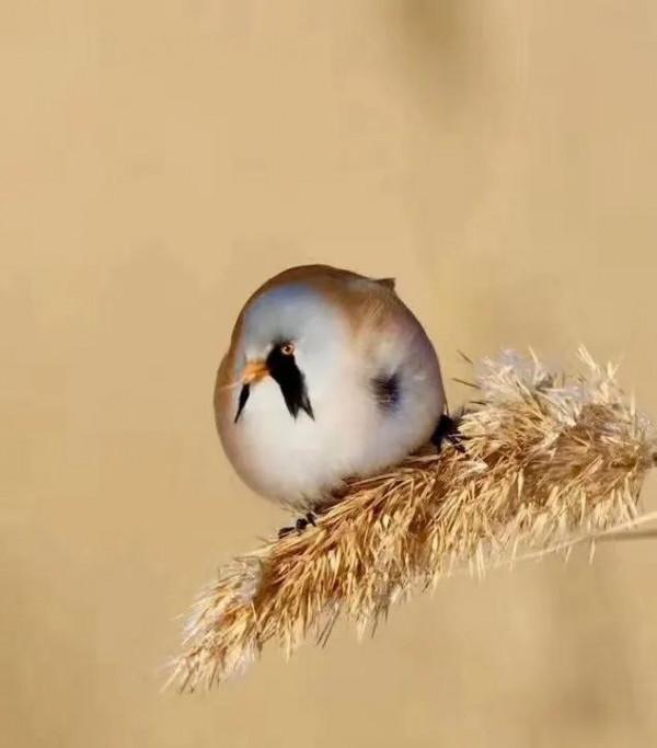 文須雀 可愛的鳥兒