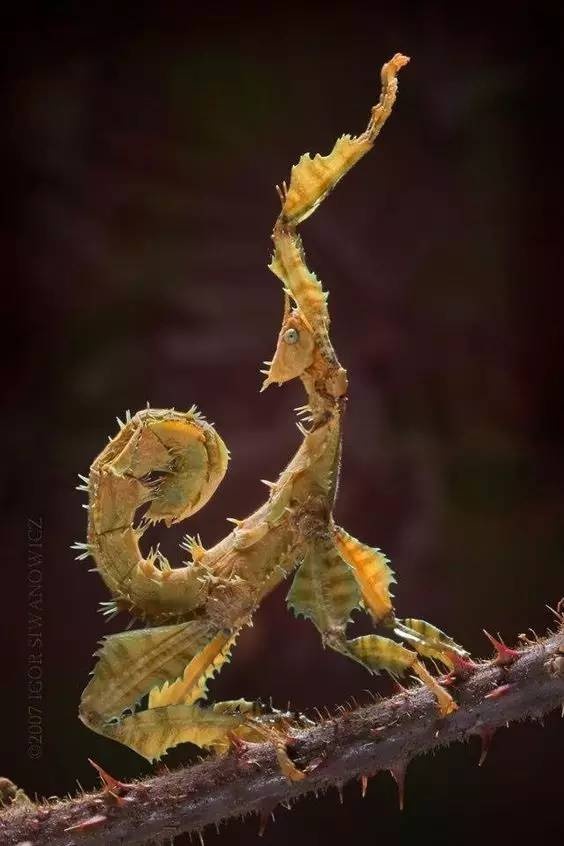 動物世界的偽裝高手