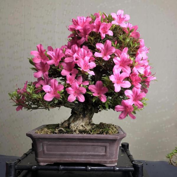 12種對應的“生日花”，根據你的出生月，能找到屬於自己的幸運花