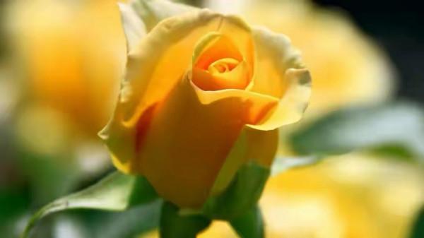 心理學：身體語言的密碼，腿部微動作洩露內心秘密