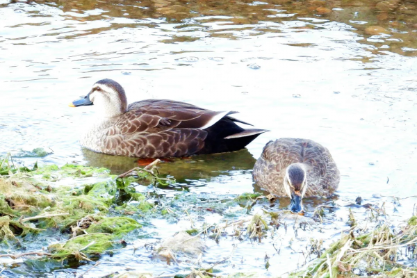 寒冬中 錫伯河上的它們何去何從? 寒冬中 錫伯河上的它們何去何從?