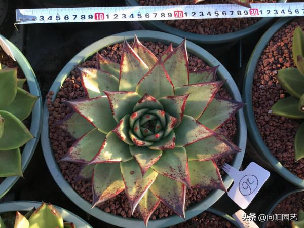 秋天到了，家裡的烏木怎麼養狀態？2個“方法”，烏木迅速變黑