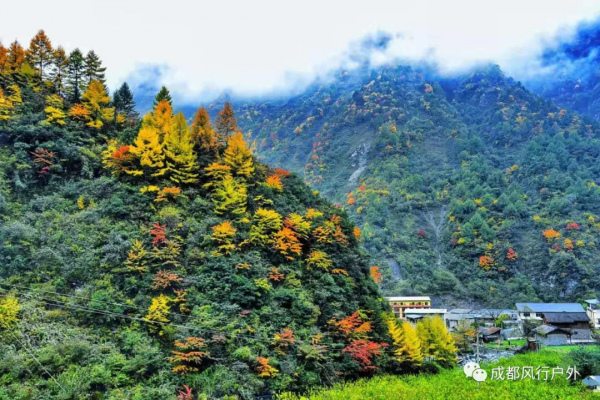 「卓西彩林」11月6號徒步臥龍邂逅卓西彩林 「卓西彩林」11月6號徒步臥龍邂逅卓西彩林