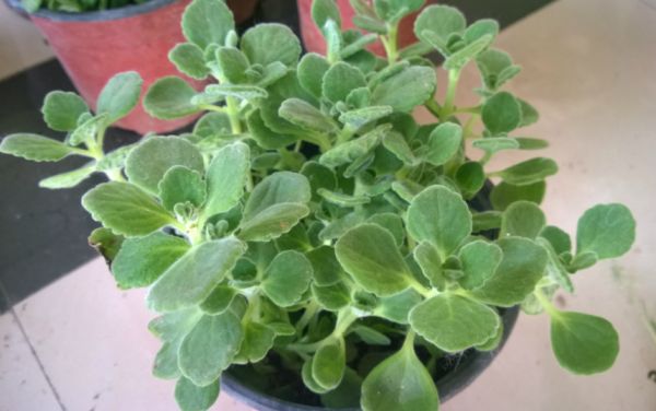 &ZeroWidthSpace;改善衛生間空氣質量，養花就養&OpenCurlyDoubleQuote;這4樣&rdquo;，養眼好活，實用價值高