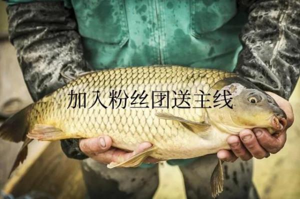 免費送釣魚主線