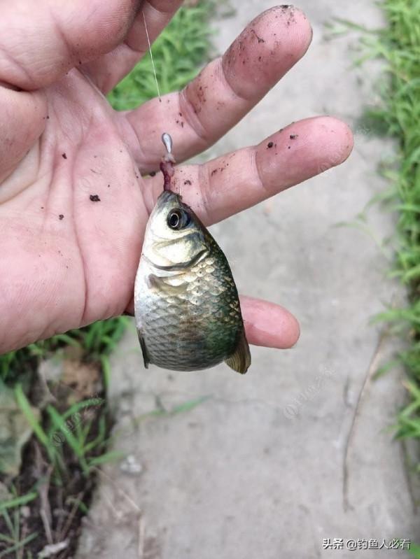 自制釣大板鯽神器“動態朝天鉤”試驗成功!和釣友們分享一下 自制釣大板鯽神器“動態朝天鉤”試驗成功!和釣友們分享一下