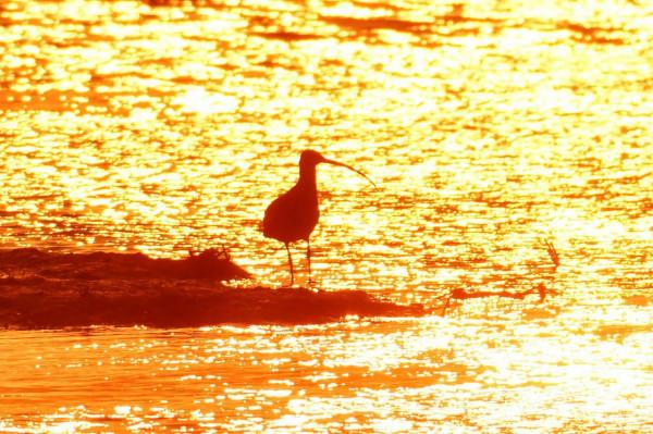 鴨群、晚霞……墨水河溼地：人間值得！