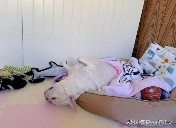 主人打疫苗，法鬥卻戲精上身變疲倦，主人：副作用全在你身上？