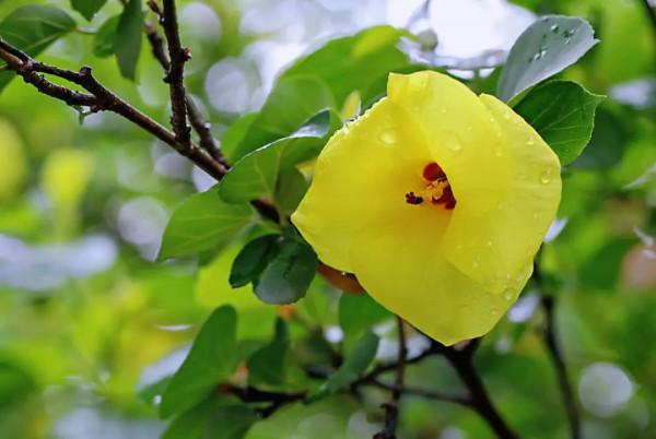 實用分享丨30款大型開花樹種介紹,白似雪、黃似陽、紅似霞,美翻 實用分享丨30款大型開花樹種介紹,白似雪、黃似陽、紅似霞,美翻