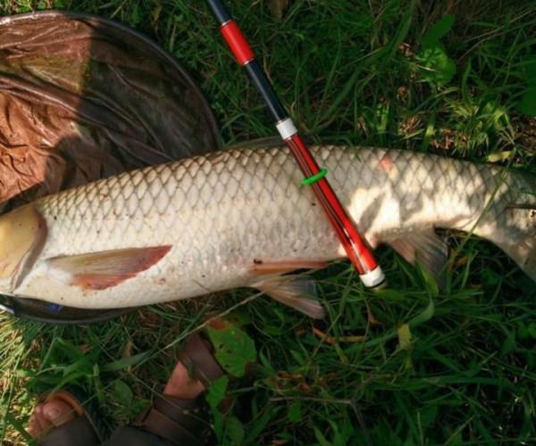 玉米釣魚有秘訣?看別人用就能釣到大魚,而你卻至今一條沒釣到 玉米釣魚有秘訣?看別人用就能釣到大魚,而你卻至今一條沒釣到
