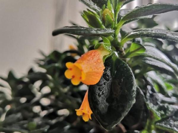 植物搬出門,痛快淋場雨,植物越來越旺 植物搬出門,痛快淋場雨,植物越來越旺