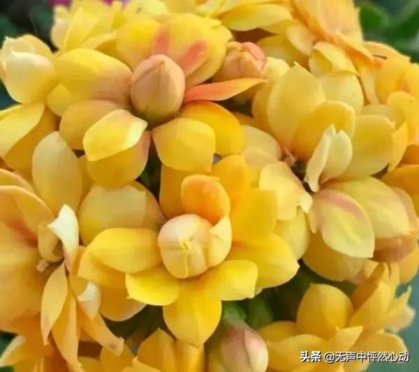鵝黃色長壽花，給你帶來清新寧靜的淡淡溫暖
