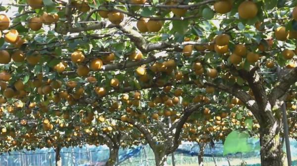 日本最嚴種苗法實行8個月,我國哪幾類水果有可能違反日本禁令? 日本最嚴種苗法實行8個月,我國哪幾類水果有可能違反日本禁令?