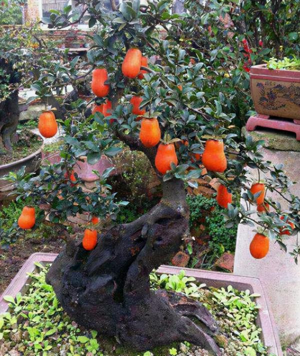 客廳最適合養“3種樹”，既高檔，又能助健康，懂樹的人都會養