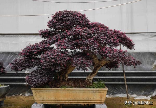 高杆小葉黃楊炒作背後蘊藏著怎樣的苗木掘金路線圖 高杆小葉黃楊炒作背後蘊藏著怎樣的苗木掘金路線圖