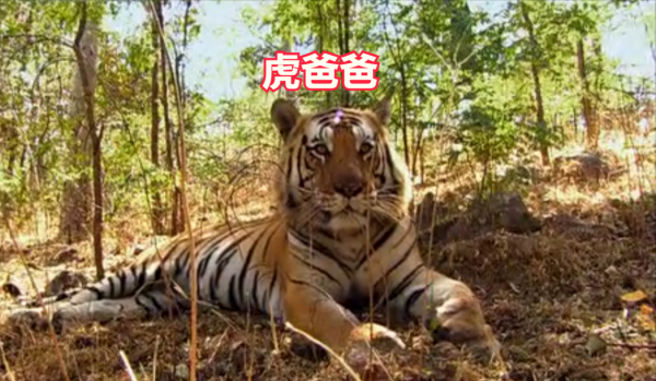 深入虎穴探尋四子之家，拍攝老虎的神秘生活，虎媽和虎崽們的故事