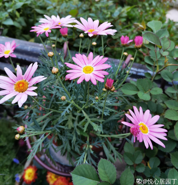秋天到，花多多也該準備上了，早點用上開花多