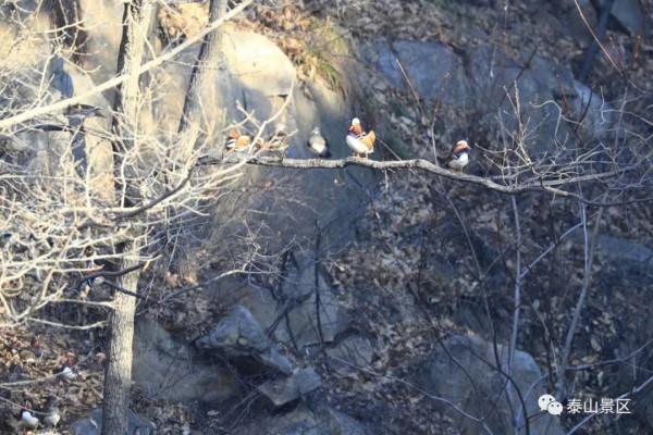 深山古剎訪鴛鴦