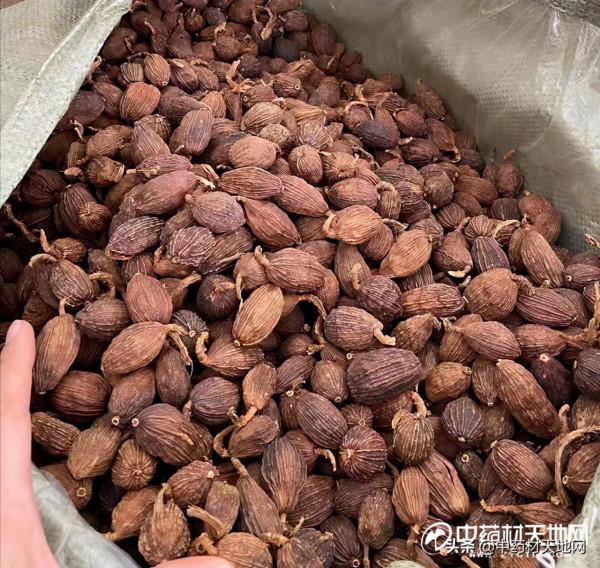 產新追蹤:低迷草果關注度增加 出頭之日仍需等待 產新追蹤:低迷草果關注度增加 出頭之日仍需等待