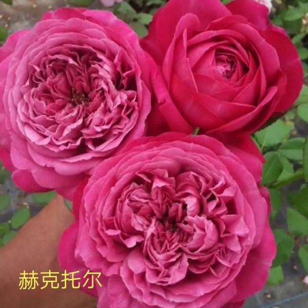 木村卓功及木村系列月季品種（4）