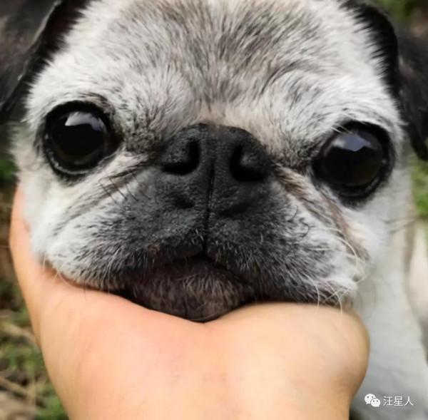 狗子小時候長得很成熟，15歲後卻逆生長……滿臉都是膠原蛋白