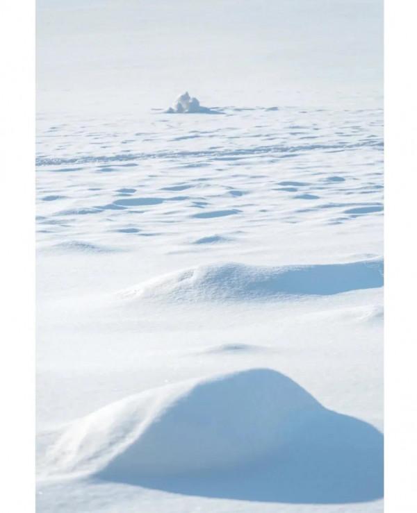 智者不入愛河，鐵鍋燉只大鵝