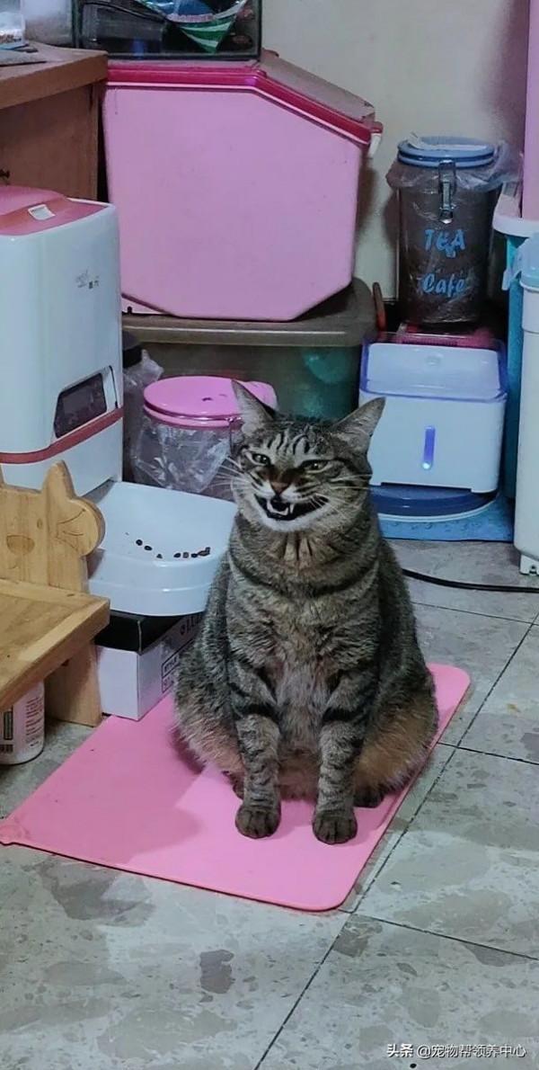 因為主人忘記放糧食，貓咪露出詭異的笑臉，主人背脊發涼