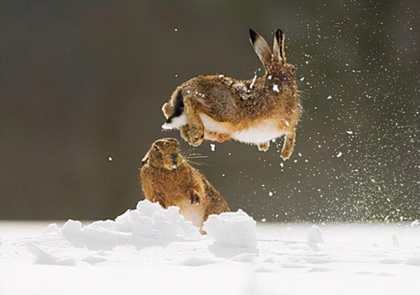 林草科普|森林裡也有運動健將