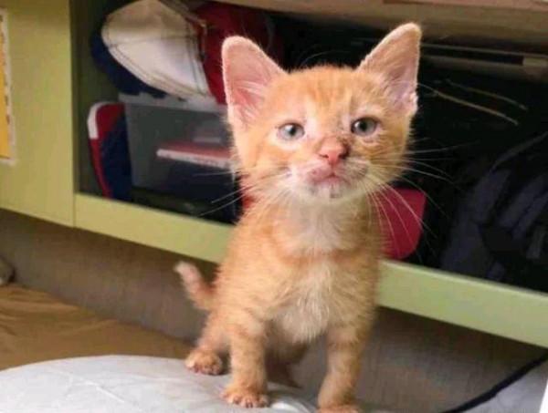 小貓從海里被撈起，全身發抖卻不忘感謝“船長”，結局令人羨慕