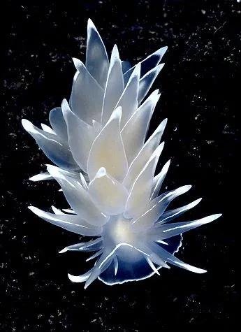 可愛呆萌的海兔，美出天際的海兔——海兔大全