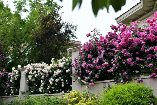 東北花友走遍歐洲著名花園,回國後建了座四季有花的北方花園 東北花友走遍歐洲著名花園,回國後建了座四季有花的北方花園