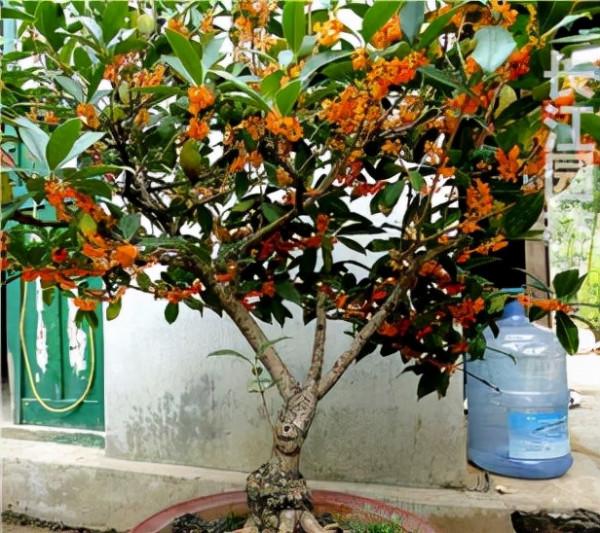 “壽命長”的11種花，好養寓意好，越養越值錢