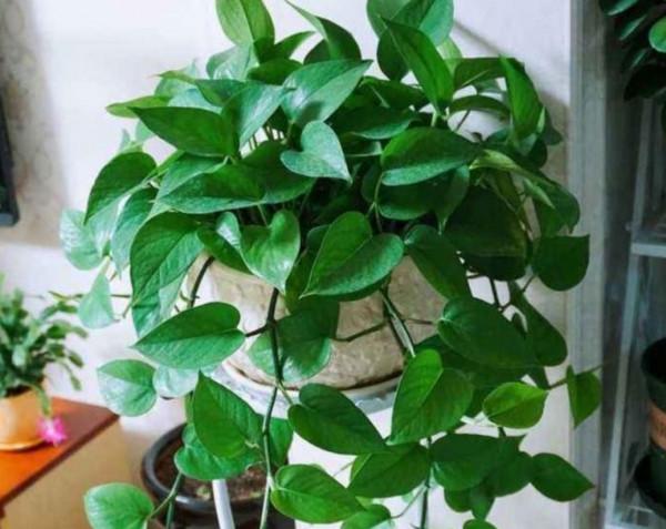 天氣轉涼後,3種花及時給它“翻盆”,不然影響植株生長 天氣轉涼後,3種花及時給它“翻盆”,不然影響植株生長