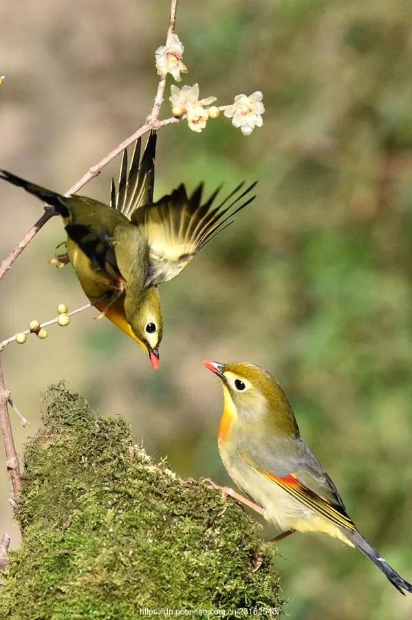 相思鳥一一愛情的象徵