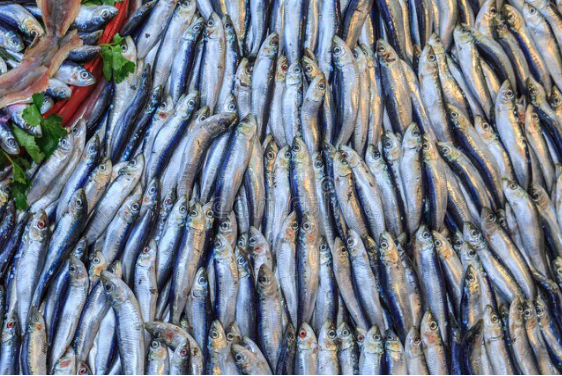 買魚時,懂行的人專買“這5種海魚”,無法人工養殖,看完長知識 買魚時,懂行的人專買“這5種海魚”,無法人工養殖,看完長知識