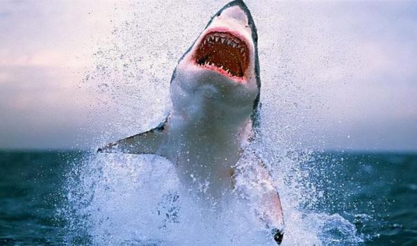 盤點金庸筆下的十大神獸,結果也許出乎你的意料 盤點金庸筆下的十大神獸,結果也許出乎你的意料