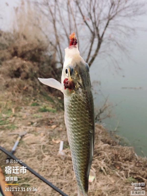 首次體驗冰窟釣魚，收竿時魚口還是那麼暴躁