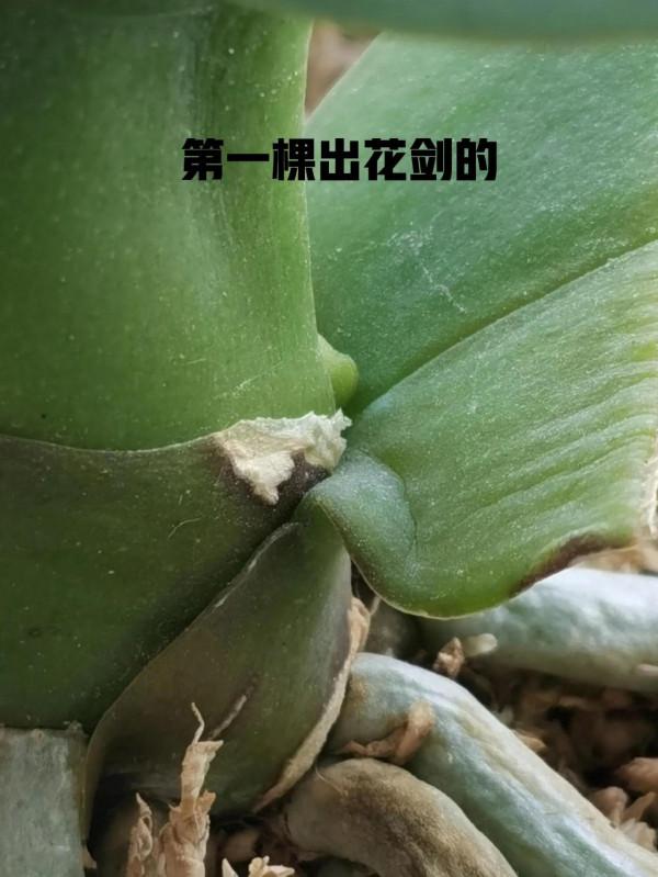 四顆出花劍了 四顆出花劍了