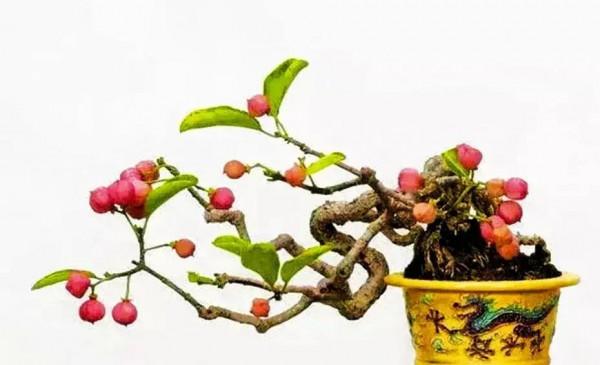 分享~~~小盆景 大世界 小巧玲瓏 精美絕倫 冬日裡一抹紅 美醉啦
