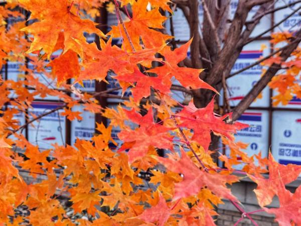 圖集 | 紅葉醉金秋