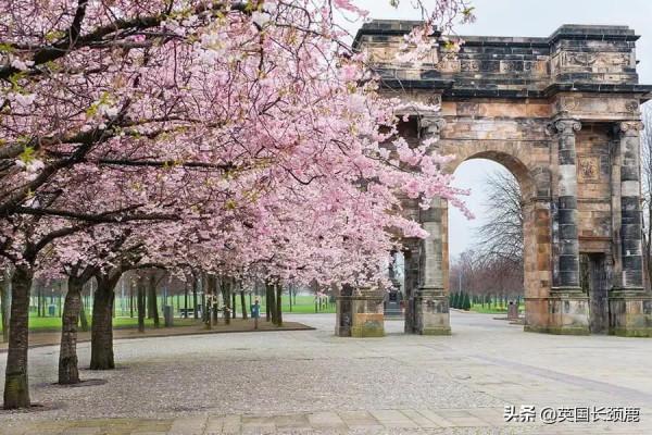 櫻花樹下的英國，你想念嗎？