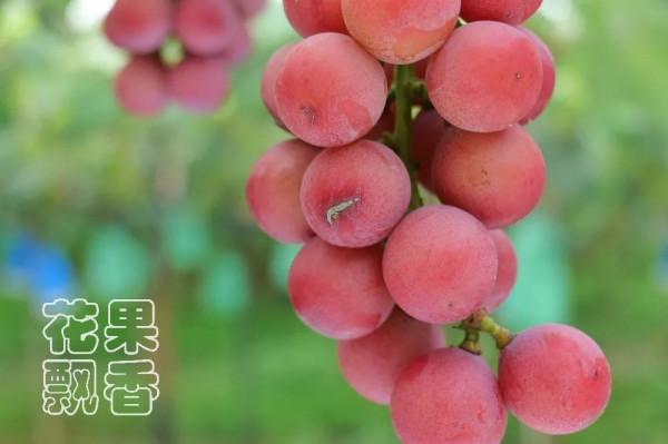 為什麼大家喜歡跳新品種的坑? 為什麼大家喜歡跳新品種的坑?