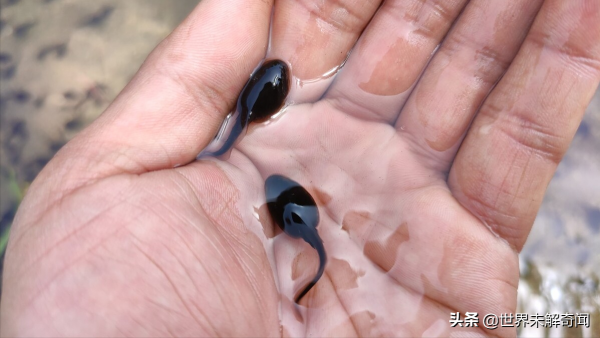 古墓中發現活了數千年的蟾蜍,堪稱生命的奇蹟,都快修煉成精了 古墓中發現活了數千年的蟾蜍,堪稱生命的奇蹟,都快修煉成精了